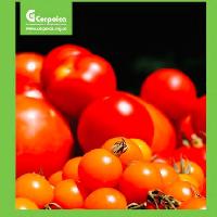 Tecnología para el cultivo de tomate bajo condiciones protegidas-