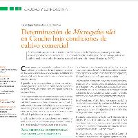 Determinación de Microcyclus ulei en Caucho bajo condiciones de cultivo comercial en el departamento de Santander