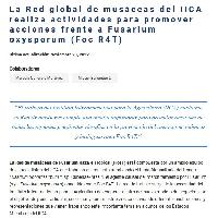 La Red global de musáceas del IICA realiza actividades para promover acciones frente a Fusarium oxysporum (Foc R4T)