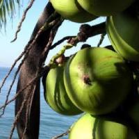 Agricultura en el Caribe, la experiencia al otro lado del mar