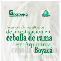 Avances de resultados de investigación en cebolla de rama en Aquitania, Boyacá-
