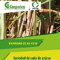 Variedad CC 93-7510 :variedad de caña de azúcar (Saccharum spp.) -