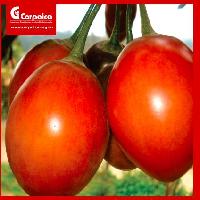 Buenas practicas agricolas para la produccion de tomate de arbol (solanum betaceum cav) metodologia de escuelas de campo de agricultores-