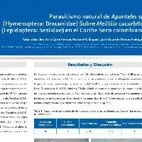 Parasitismo natural de Apanteles sp. (Hymenoptera: Braconidae) Sobre Melittia cucurbitae (Lepidoptera: Sesiidae) en el Caribe Seco colombiano-