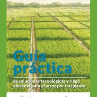 Guía práctica de soluciones tecnológicas y riego eficiente para el arroz por trasplante
