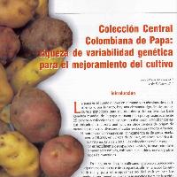 Colección central colombiana de papa: riqueza de variabilidad genética para el mejoramiento del cultivo-