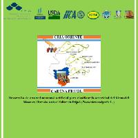 Desarrollo de una red neuronal artificial para clasificar la severidad del Virus del Mosaico Dorado a nivel foliar en frijol (Phaseolus vulgaris L.)