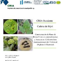 Caracterización de Razas de Roya (Uromyces appendiculatus) y Antracnosis (Collectotrichum lindemuthianum) del frijol en el Altiplano de Guatemala