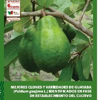 Mejores clones y variedades de guayaba (psidium guajava l) identificados en fase de establecimiento del cultivo-