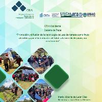 Promoción y difusión de la tecnología del uso de tomate como fruto climatérico para la brotación del tubérculo semilla de papa y su rendimiento