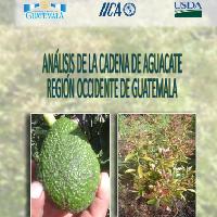 Análisis de la cadena de aguacate. Región Occidente de Guatemala