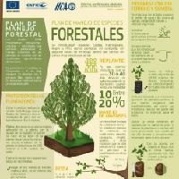 Plan de manejo de especies forestales