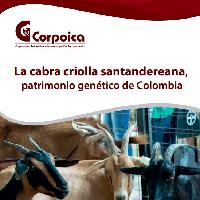 La cabra criolla santandereana, patrimonio genetico de Colombia