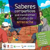 Saberes compartidos que transforman el cultivo de arracacha: escuelas de campo, motor de innovación y cocreación en Tolima