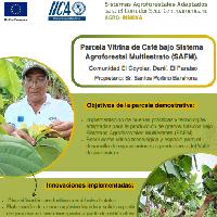 Parcela Vitrina de Café bajo Sistema Agroforestal Multiestrato (SAFM). Comunidad El Coyolar, Danlí, El Paraíso