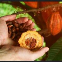 Programa cacao de Costa Rica: ayer, hoy y mañana