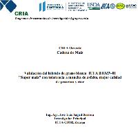 Validación del híbrido de grano blanco ICTA BIOZN-01 TMA 