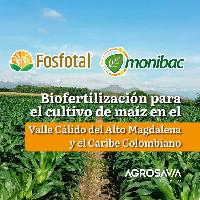 Biofertilización para el cultivo de maíz en el Valle Cálido del Alto Magdalena y el Caribe Colombiano