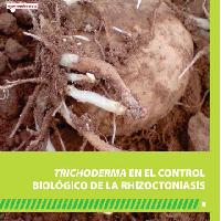Trichoderma en el control biológico de de la Rhizoctoniasis-