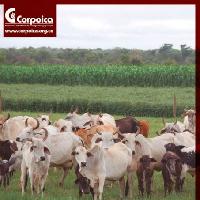 Aislamiento y uso de hongos nematofagos para el control biologico de nematodos gastrointestinales de bovinos en el sistema de producción de leche de Cundinamarca y Boyacá-