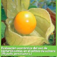 Evaluación económica del uso de biofertilizantes en el cultivo de la uchuva (Physalis peruviana L.)-