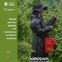 Buenas prácticas agrícolas y de manufactura en cultivos de uchuva