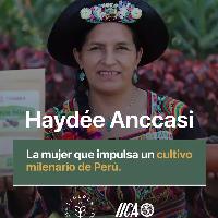 Anccasi, Haydée  