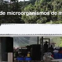 Producción de microorganismos de montaña sólidos