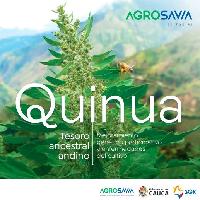 Quinua, tesoro ancestral andino: mejoramiento genético participativo y enfermedades del cultivo