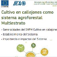 Cultivo en callejones como sistema agroforestal multiestrato