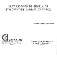 Multiplicación de semilla de Stylosanthes capitata cv capica-