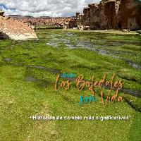Estudio Los Bofedales son Vida Historias de cambio más significativas