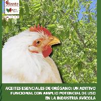 Aceites esenciales de orégano: Un aditivo funcional con amplio potencial de uso en la industria avícola-