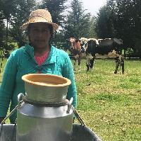 Diagnóstico de la producción primaria en fincas lecheras del proyecto cadena de valor láctea en Boyacá y Nariño, Colombia