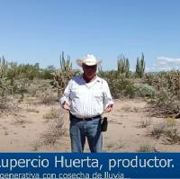 Ganadería Regenerativa con cosecha de lluvia, Caborca, Sonora, México