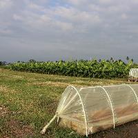 Recursos genéticos de Musáceas en Colombia, una revisión de su uso y conservación