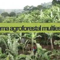 Sistema agroforestal Multiestrato Guatemala