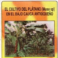 El cultivo del plátano (Musa sp) en el bajo Cauca Antioqueño-