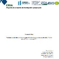 Validación de dos híbridos de grano amarillo con tolerancia a mancha de asfalto ICTA HA-01TMA e ICTA HA-02TMA