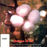 Gaitana M 109:  variedad rendidora de excelente calidad textil apta para las zonas secas del alto Magdalena-