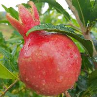 Pomegranate (Punica granatum L.), a crop with productive potential: Review and situation in Colombia