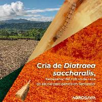 Cría de Diatraea saccharalis, barrenador del cultivo de caña de azúcar para panela en Santander