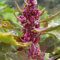 Morpho-agronomic characterization and yield performance of quinoa (Chenopodium quinoa Willd.) genotypes