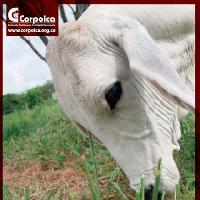 Producción y calidad composicional de la leche en función de la alimentación en ganaderías doble propósito del departamento del Cesar.-
