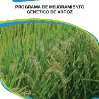 Programa de mejoramiento genético de arroz 