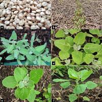 Evaluación del ciclo fenológico y caracterización morfológica de genotipos de quinua (Chenopodium quinua Willd.)