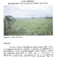 Pasto Brunca, Brachiaria dictyoneura CIAT 6133