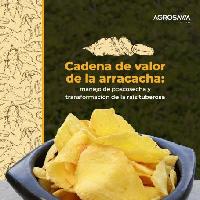 Cadena de valor de la arracacha: manejo de poscosecha y transformación de la raíz tuberosa