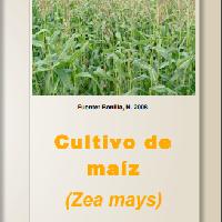 Cultivo de maíz (Zea mays)
