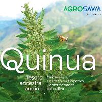 Quinua, tesoro ancestral andino: mejoramiento genético participativo y enfermedades del cultivo